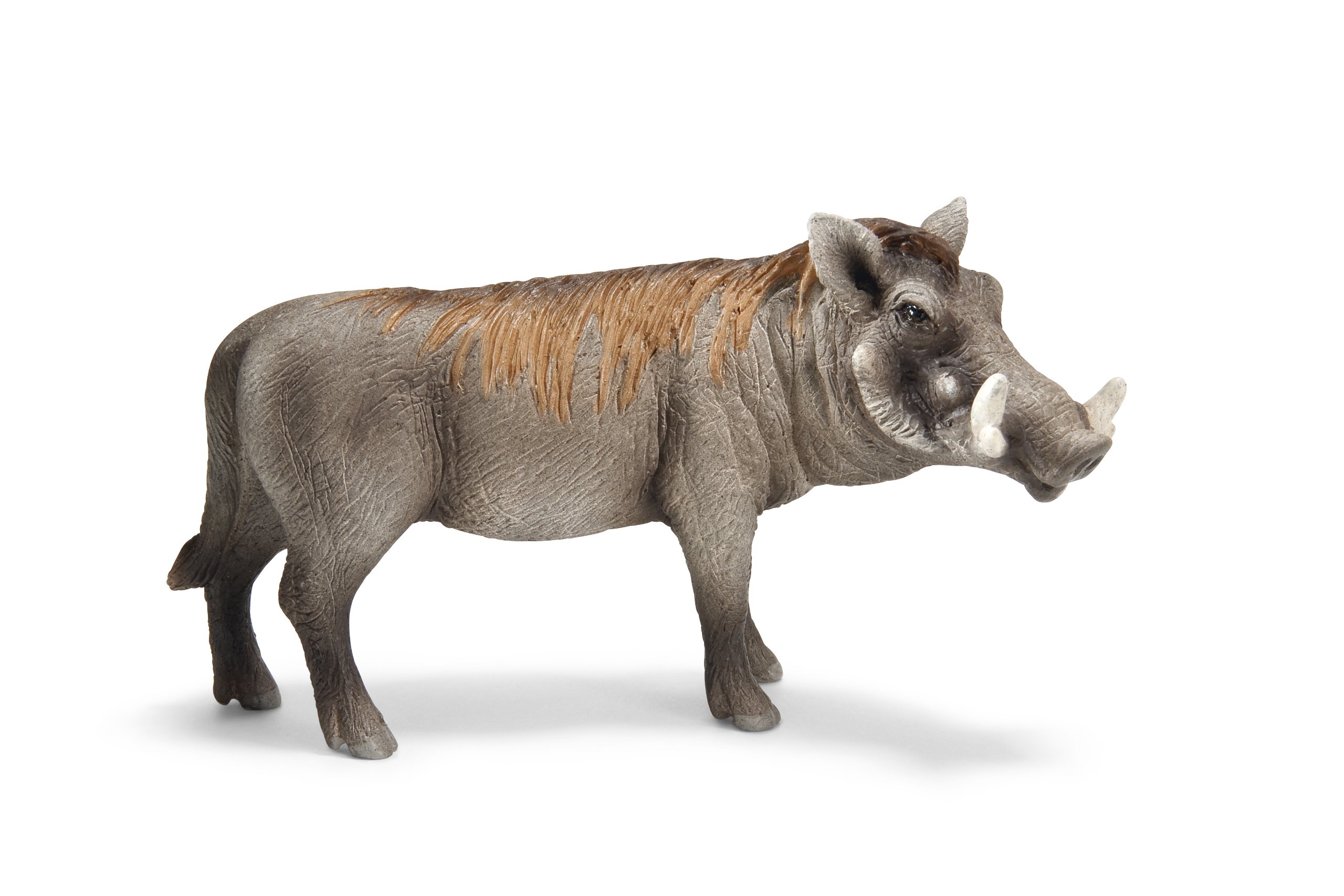 イボイノシシの牙（特大）1本 イボイノシシの牙（特大）1本 イノシシの牙 7本 6.5～9cm